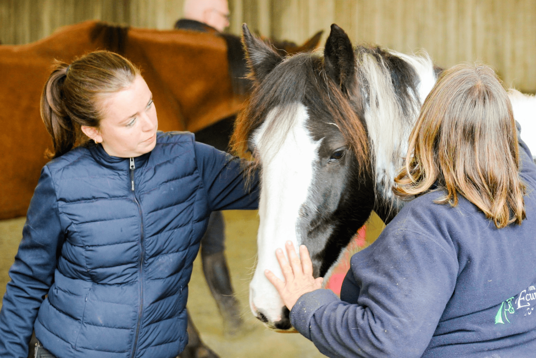 Image de Séance reprise de l'équitation ou monte occasionnelle ou simplement pour se faire plaisir pour adultes Galop 3 à 7